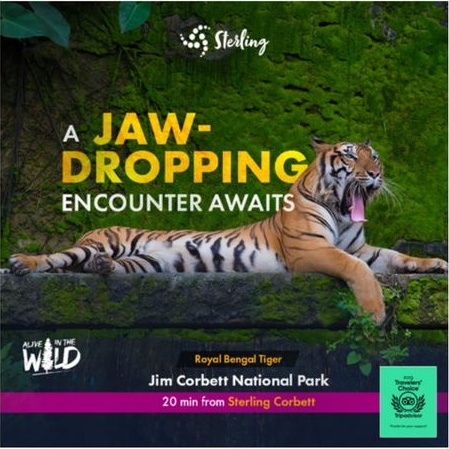 #AliveInTheWild social creative featuring a Royal Bengal Tiger at Jim Corbett National Park